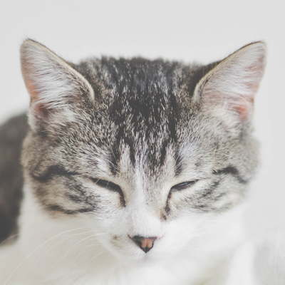 INTCloud是一家专业的谷歌云代理商，专注于提供谷歌云相关服务。公司拥有丰富的云计算和IT解决方案经验，团队成员曾在知名科技公司工作，具备深厚的云架构设计经验